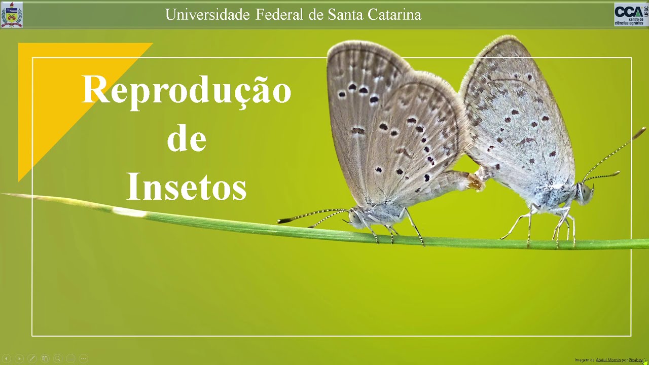 Reprodução de Insetos