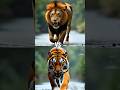 Tiger Vs Wild Animals Lion Tiger Black Panther