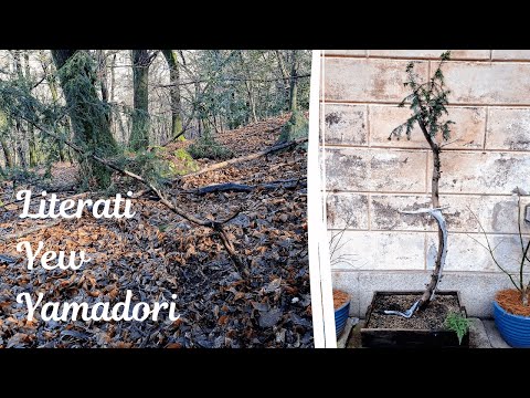 Collecting a HUGE Yew Yamadori | Step-by-step from the wild to the pot