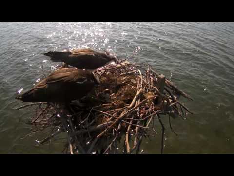 First Osprey Chick 2016