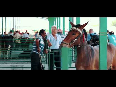 Tregu i gjësë së gjallë