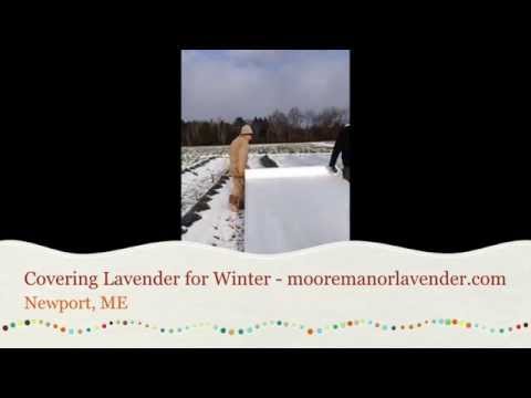 北東部の防寒対策としてラベンダーを覆う