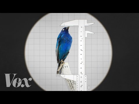 Why some animals are shrinking