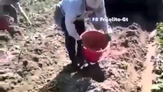 MOJADOS, ILEGALES, PERO APORTAN MUCHO TRABAJO