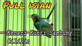 Download lagu Kolibri wulung gacor full isian tembakan kenari kunti sambung cillilin !! bagus buat masteran mp3