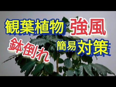 鉢植えの風よけ 庭の練習