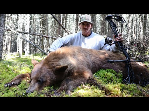 Archery Bear Hunt In Canada