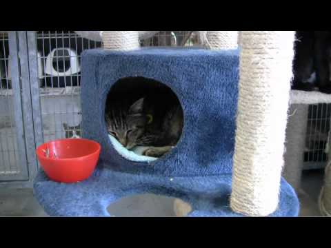 st 82 H264 catroulette