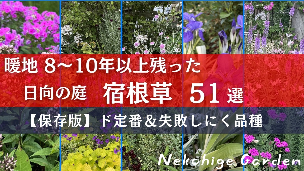 【保存版】これだけ見ればOK！初心者でも安心｜8年以上残った宿根草51選（暖地OK）