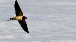 Edmundo Rivero - Golondrinas