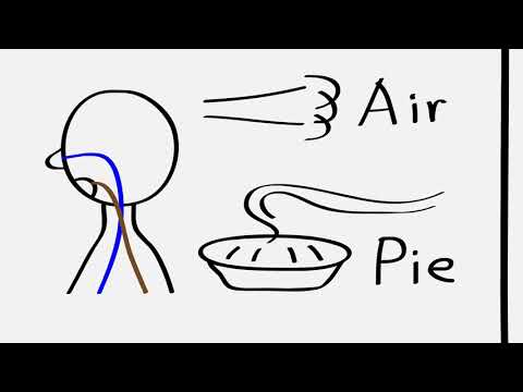 Function of the larynx