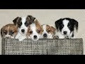 Mixed Breed dogs for sale: Layla  - Video 1