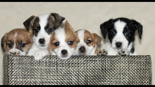 Video preview image #1 Jack Russell Terrier-ShihPoo Mix Puppy For Sale in GORDONVILLE, PA, USA