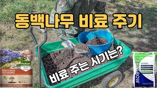 동백나무 비료주기 가장 좋은 시기는? 퍼트그로 유기질비료 가든터프 산성식물용 비료흙 