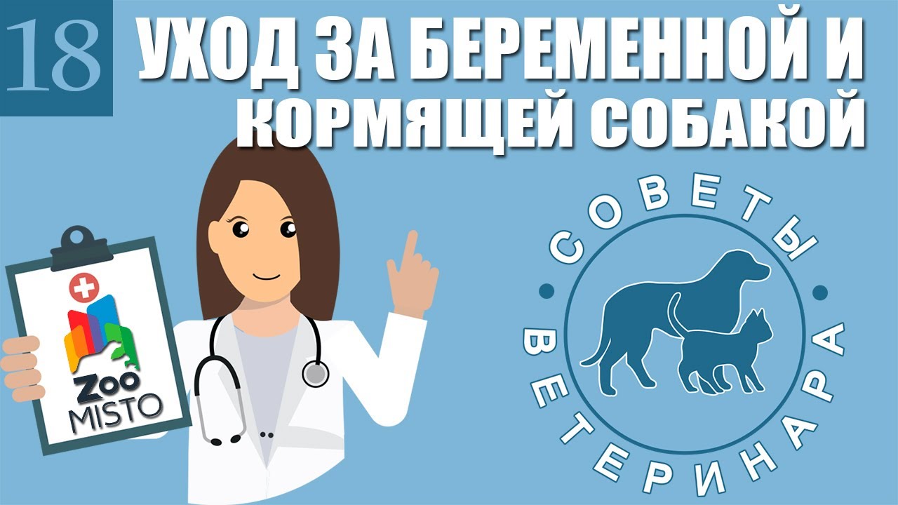 Уход за беременной и кормящей собакой | Как ухаживать за беременной собакой | Советы Ветеринара