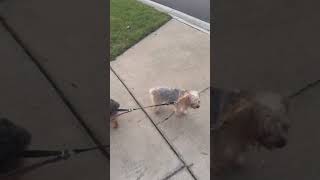 Video preview image #1 Mutt Puppy For Sale in Sanford, FL, USA