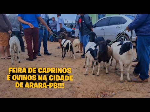 FEIRA DE CAPRINOS É OVINOS NA CIDADE DE ARARA-PB!!!