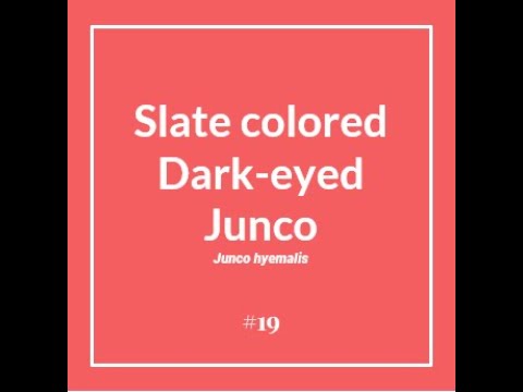 Dark-eyed Junco #19 - Common Birds of SBEAS Region