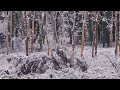 Snowy Trees Background (No Sound) — 4K UHD Relaxing, Gentle, Calming Snowy Winter Forest