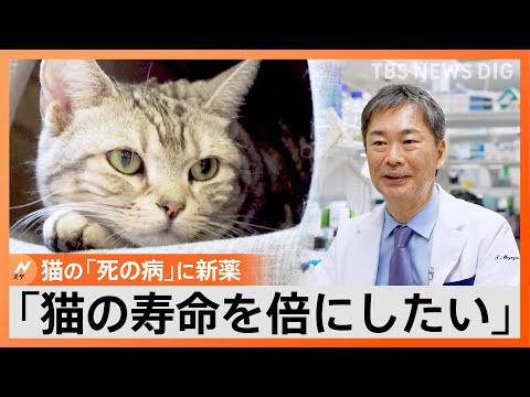 がんになった猫はどのくらい生きますか?