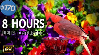 Uninterrupted TV for Cats 8 Hours 😻  Birds 🐦 and Squirrels 🐿 No Ads CatTV