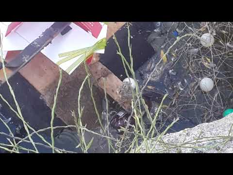 More Black billed gull chicks fall in contaminated water.#14