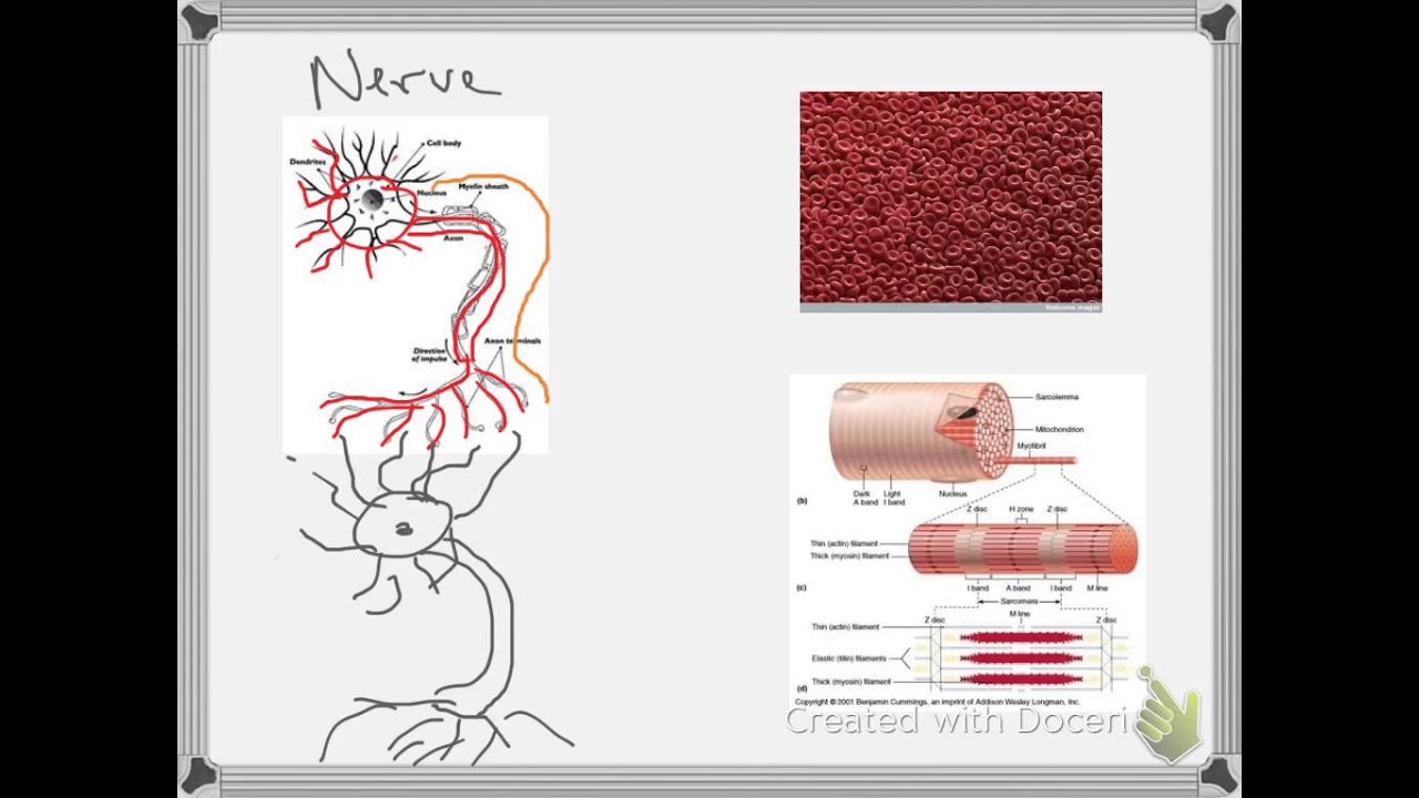 cell size and shape notes video