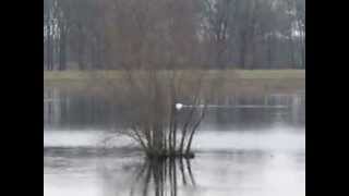preview picture of video 'Hochwasser der Bramau/ Überschwemmungswiesen in Stellau'