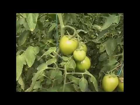 , title : 'SativaNorte Boyaca, Cultivo Tomate, pastos, ganaderia, Normando'
