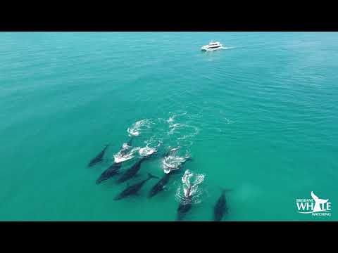 Brisbane Whale Watching