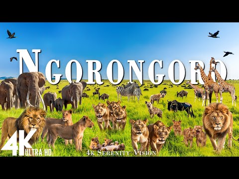 NGORONGORO CRATER 4K (60FPS) 🦒 Amazing Wildlife Safari Documentary Film With Calming Music