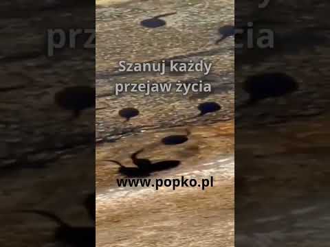 [Encyklopedia Wiedzy Duchowej] Szanuj każdy przejaw życia…  www.popko.pl  ✨ Zbigniew Jan Popko – współczesny mistyk, jasnowidz,