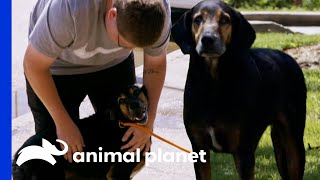 Adorable Hound Reunites With His Owner | Pit Bulls & Parolees