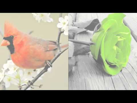 Best flower collection