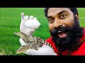 Crocodile Egg Hatching ഞാൻ മുതല മുട്ട വിരിയിച്ചു Srirach