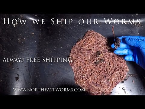 How we ship our worm - We take pride of the care that we put when we pack and ship our worms