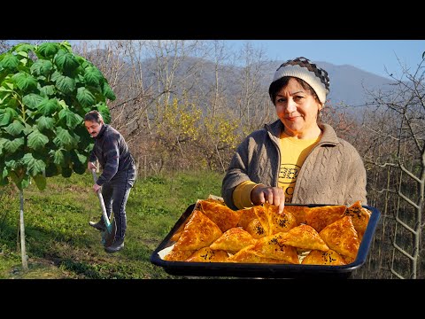 The Method of Growing Paulownia Tree – Perfect Samosa Recipe in the Village