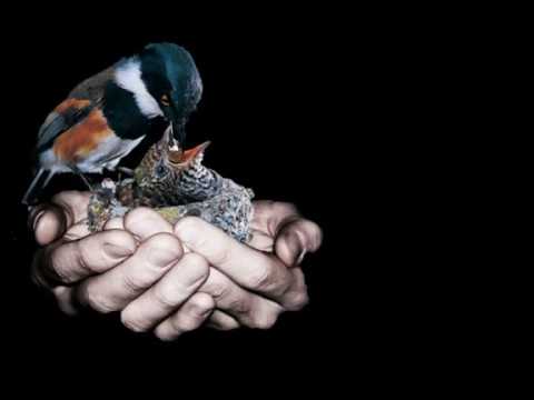 Kijk eens naar de vogels