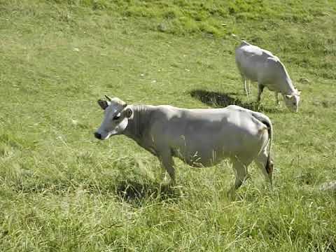 Mucche al pascolo in Alta Valle Stura