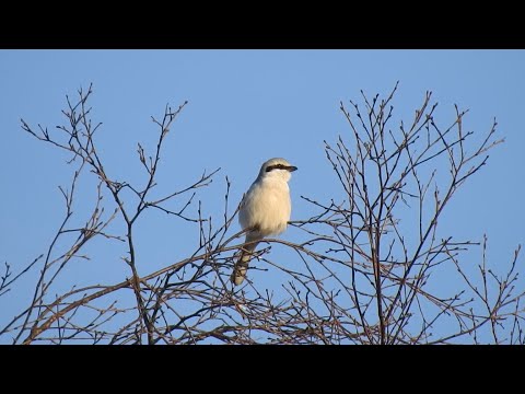 Strakoš veľký — larder (impalement) a hunting from exposed perch