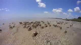 Fiddler Crabs - Wakulla Beach | Sony HDR AS-15 1080p / 170
