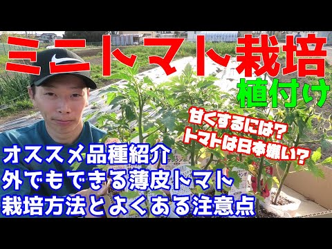 , title : 'ミニトマト栽培方法　外でもできる薄皮品種紹介'