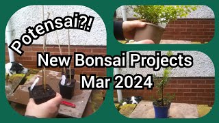 New Bonsai Projects Mar 2024
