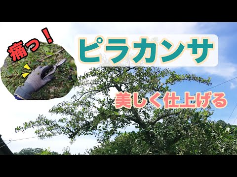 ピラカンサ コクシネア