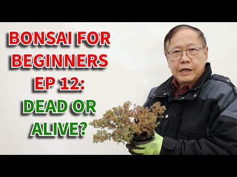 Is this juniper bonsai dead or alive? What does a dormant tree look like? Bonsai For Beginners Ep 12