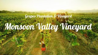 preview picture of video 'Monsoon Valley Vineyard @Hua Hin'