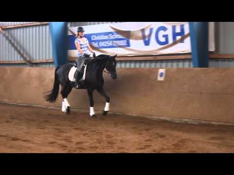 DARK DREAM of Totilas - FOR SALE - v Dressage Royal - Hotline - Wolkentanz 1