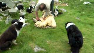 preview picture of video 'Scotland Sheep Shearing'