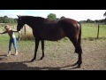 Barney Walk Around