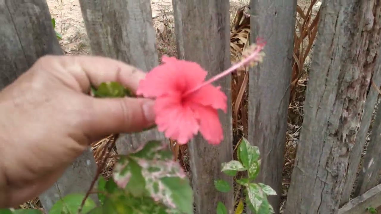 Jurity, Rubens em casa cheia e aeromodelos